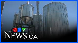 Staples grain elevator expansion