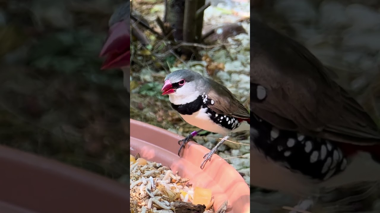 My bird aviary phone🤩 