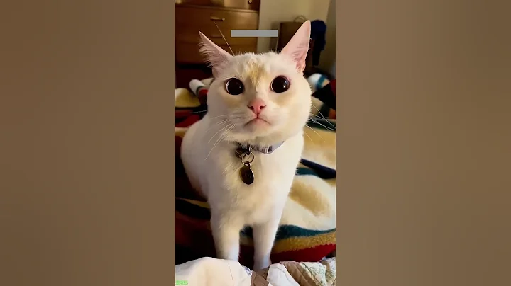 Video 11036751: cucumbers funny cats, cats compilation, funny cats dogs mouse, funniest cats