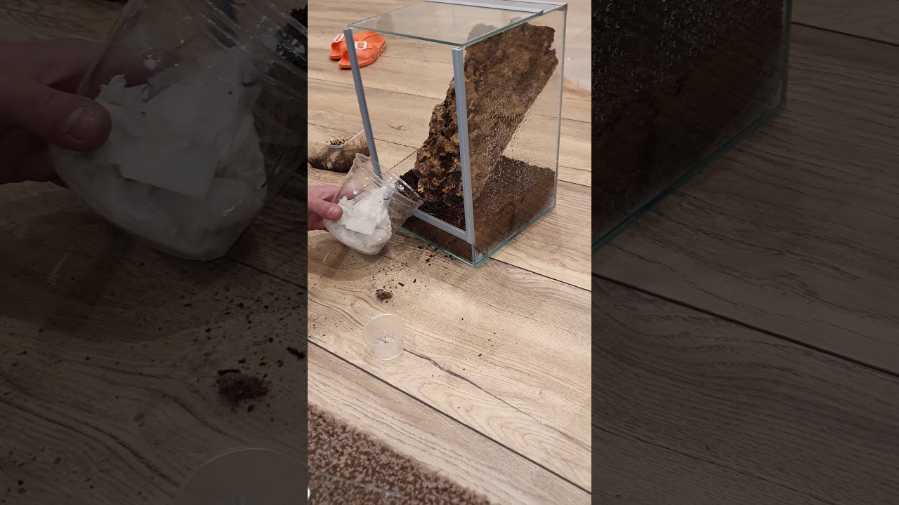 Brazilian Wandering Spider Rehousing(Phoneutria nigriventer)