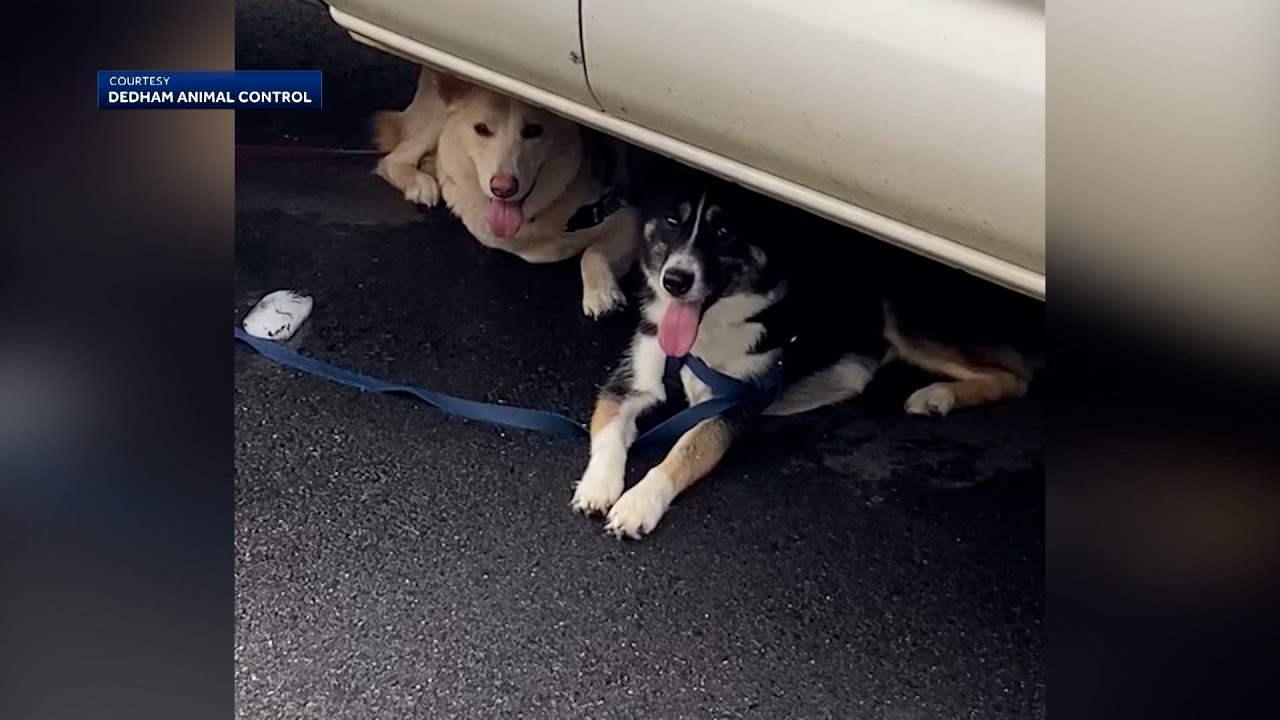 Dog owner cited after dogs found tied to car in Legacy Place - YouTube