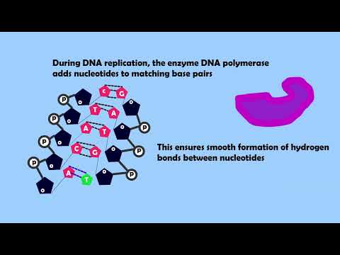 Exploring Enzymes