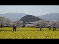 【奈良】甘樫丘～藤原宮跡～大美和の杜展望台 Amakashi Hill - Fujiwara Palace Ruins - Omiwa Forest Observatory (2023)(Japan)