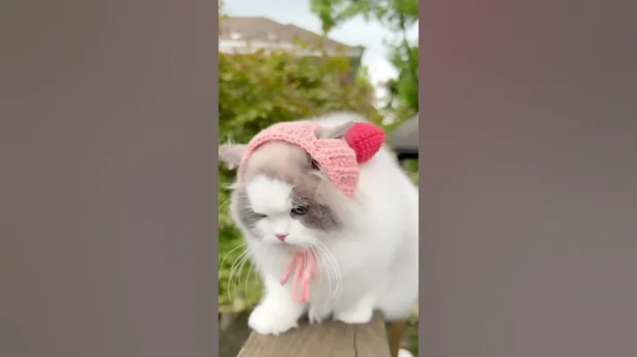 Watch the video about Cutest turkish angora cat | cute cat #1 #shorts