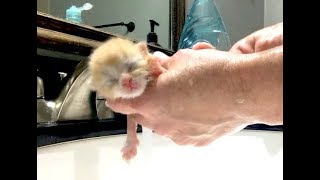 5 Day Old Poop Covered Kittens Get A Bath