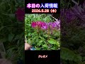 【2026.5.28】クレオメ【入荷情報切り抜き】 #ガーデニング #園芸 #花のある暮らし