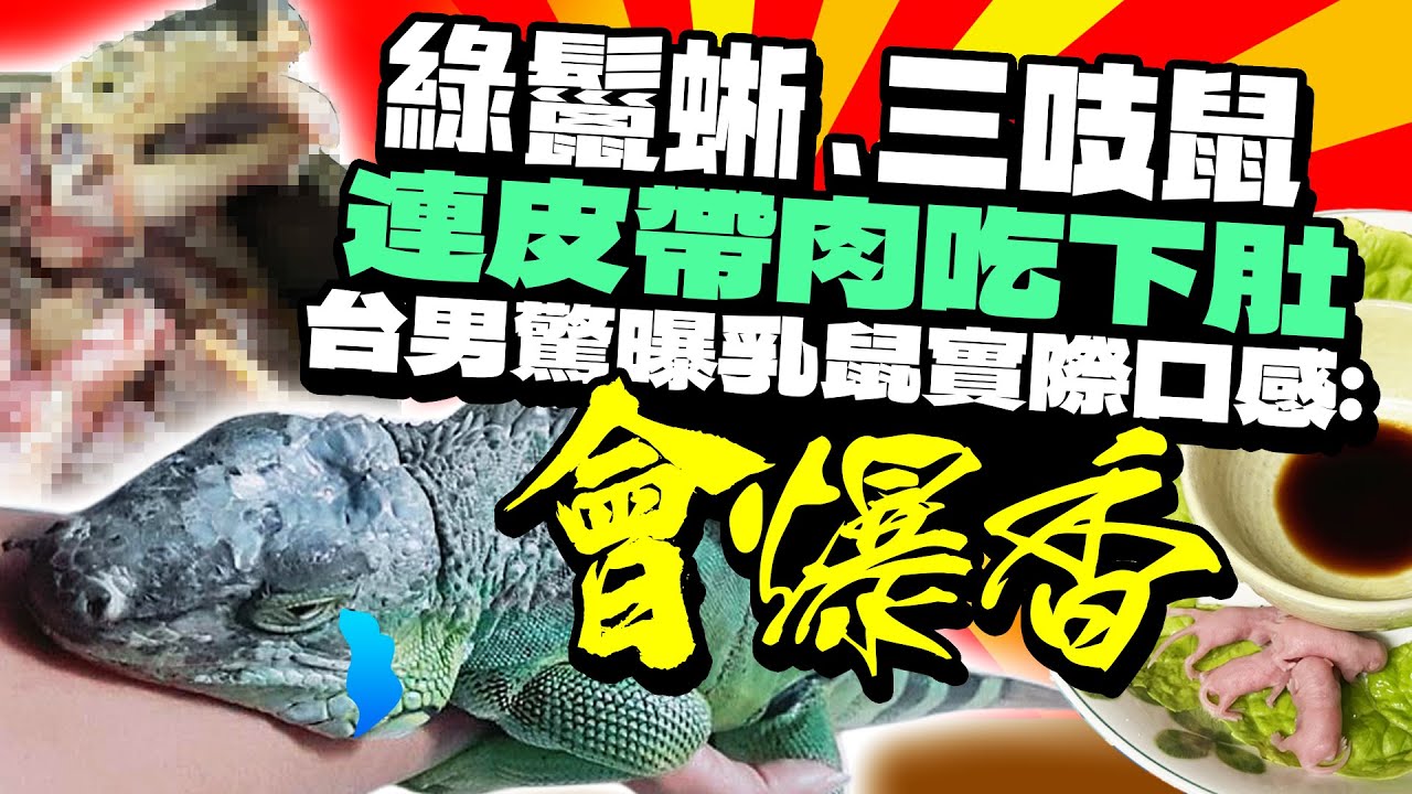綠鬣蜥、三吱鼠連皮帶肉吃下肚！ 台男驚曝實際口感：會爆香｜@ChinaTimes - YouTube