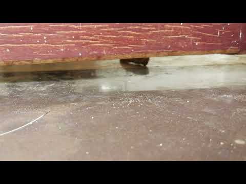 Pity Kitty Stuck In House Alone