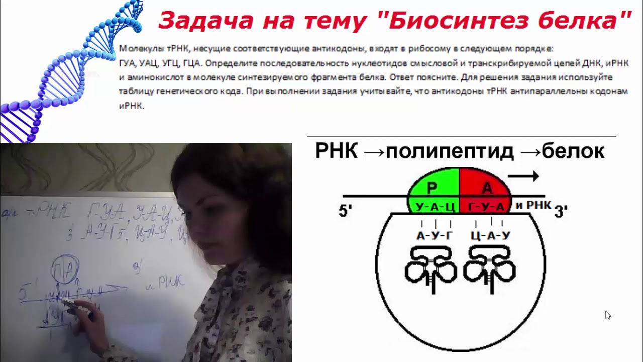 Биосинтез решение задач. Биосинтез белка задания. Синтез РНК задача. Задачи ЕГЭ биология. Задачи по биосинтезу белка.