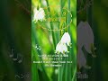 【1分クラシック】心が整う名曲集 #クラシック #リラックス #bgm