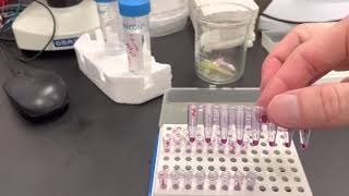 Colony PCR