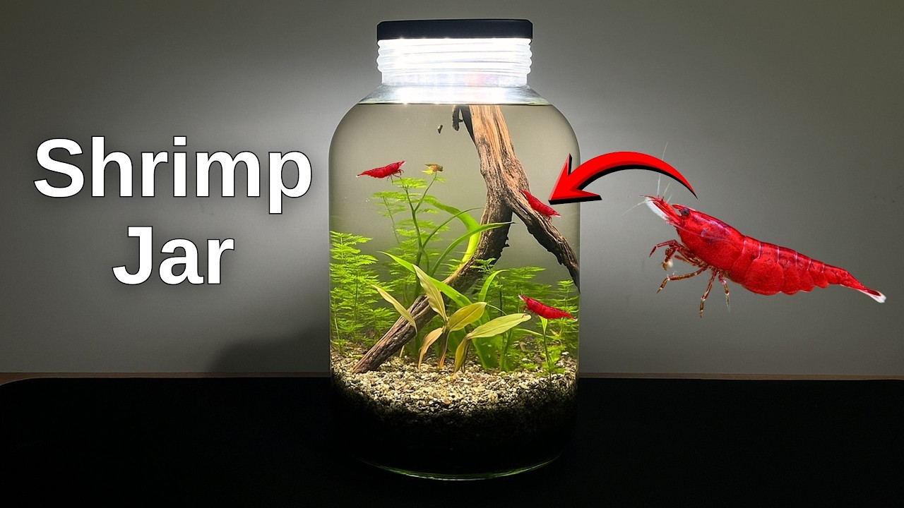 I Made a No Filter Shrimp Jar Ecosystem | Self Sustaining Aquatic World Without a Filter