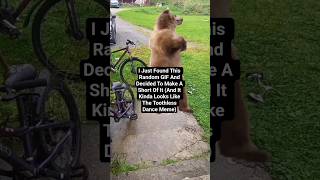 Dancing Bear GIF