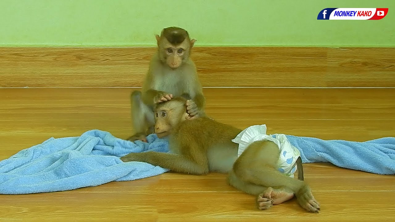 Cuties Brother Kako With Sister Luna Playing Towel in Room