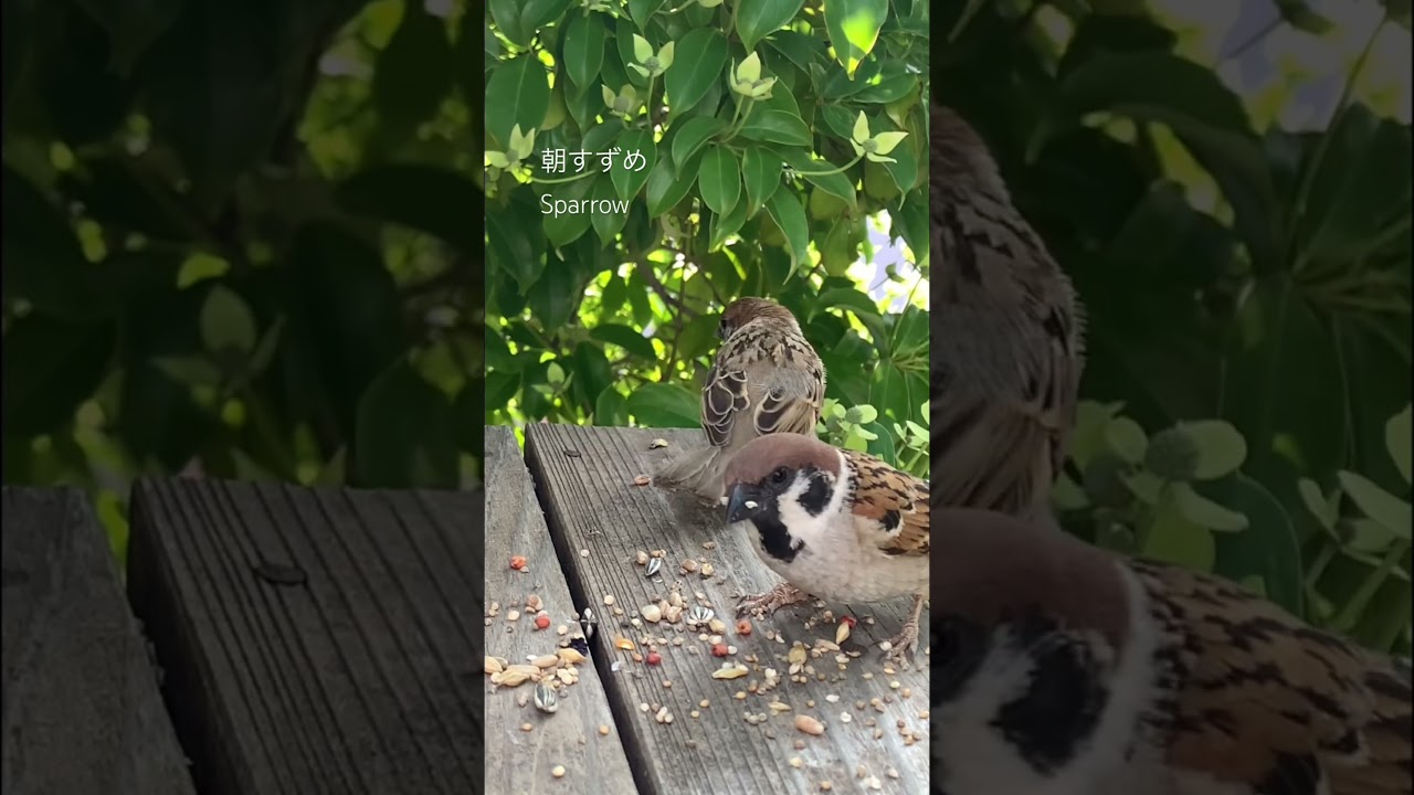 en 鳥船 雀 YouTube
