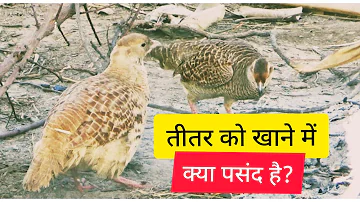 तीतर को खाने में क्या पसंद है ? teetar bird information in Hindi / Partridge bird/SKK Earth