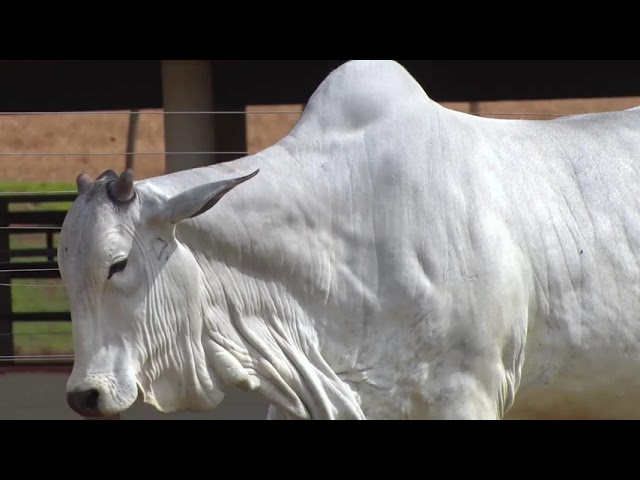 LOTE 04 EBOB 5178 | 42º MEGA LEILÃO ANUAL CARPA FÊMEAS