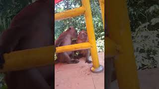 Download Lagu Kusu Island Singapore Southern Island 🏝️- 13 Oct 23 - Monkeys are relaxing at Datok Kong's shrine. MP3