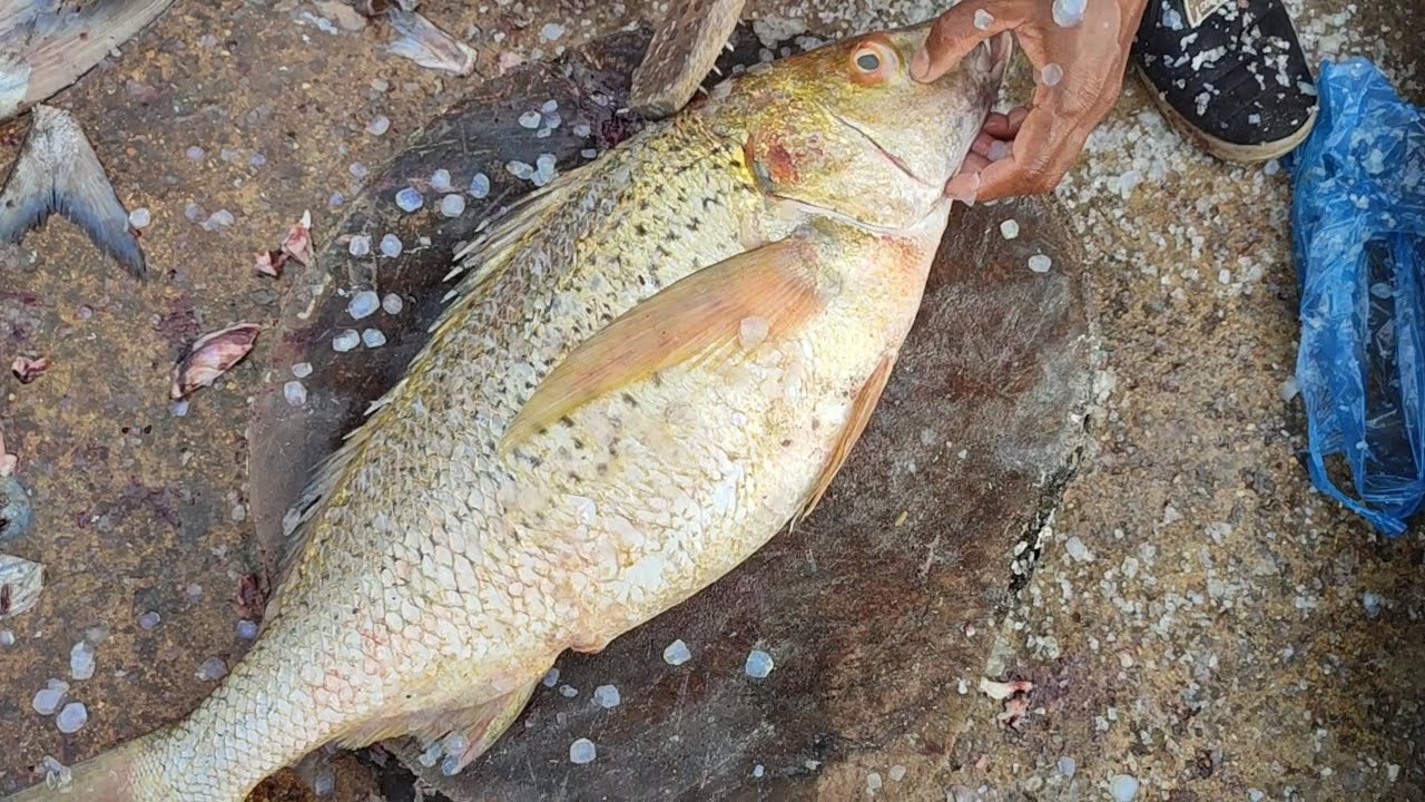 Silver Grunter Ulri Dhothar Fish Cutting Video Karachi Fisheries YouTube silver-grunter-ulri-dhothar-fish-cutting-video-karachi-fisheries-youtube