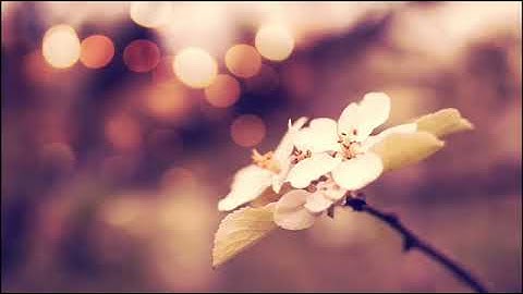 عطر مسامعك اجمل تلاوة للشيخ هاني الرفاعي   YouTube