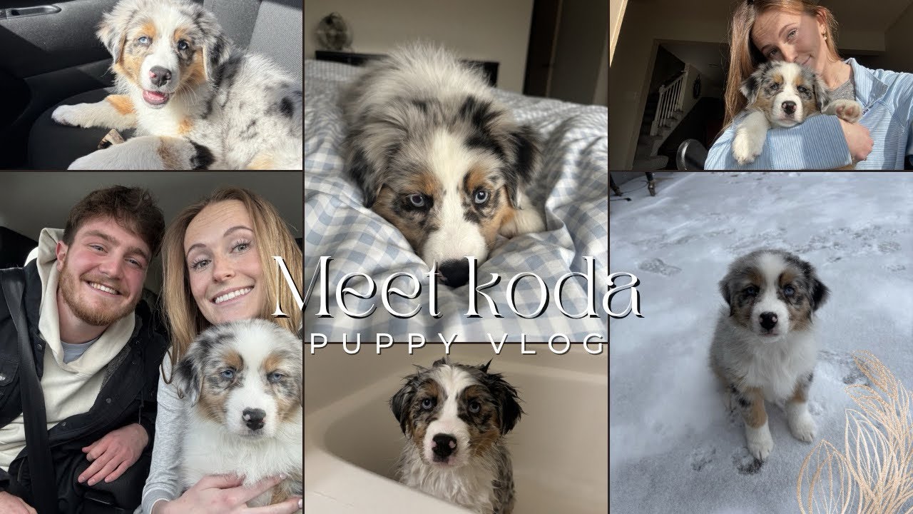 Picking up our Australian Shepherd puppy🐾