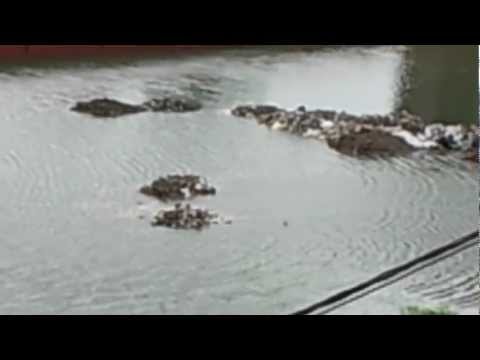 Showing interference of water waves