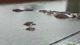 Showing interference of water waves