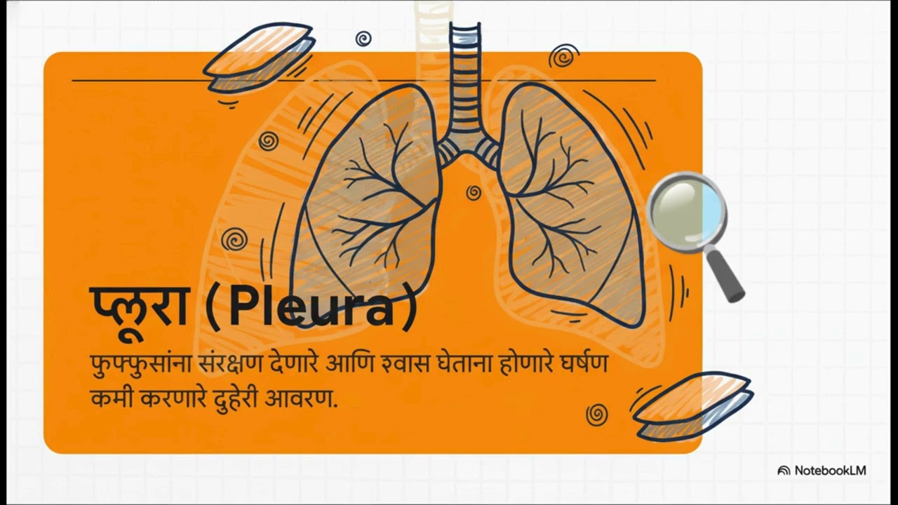 Human Lungs (मानवी फुफ्फुसे) | Structure & Functions Explained in Marathi | www.quizeed.in
