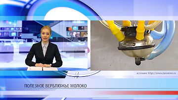 Полезное верблюжье молоко