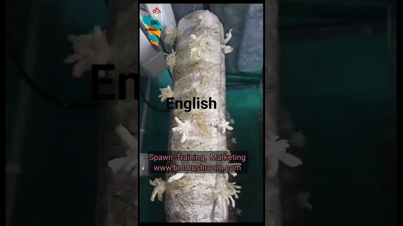 YouTube player