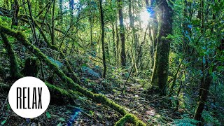 Sonidos de la Selva - Animales Salvajes y Naturaleza para Dormir, Leer, Estudiar, Relajarse, Meditar