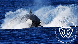 Blue Whale Escapes Orca Attack