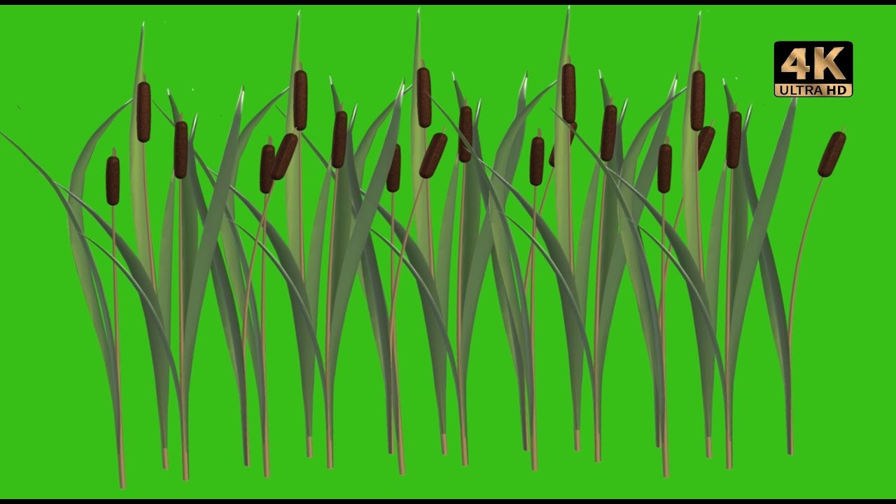 grass green screen video - YouTube