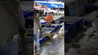 PENAMPAKAN BIAWAK RAKSASA DI PASAR IKAN‼️ #shorts
