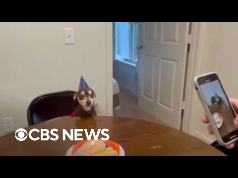 Video: Zunaj psa predana, porabi prvi rojstni dan v zaprtih prostorih z ljubečo družino
