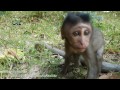 Life of monkey Ep88, Baby monkey jumping, baby monkey running, new baby ...