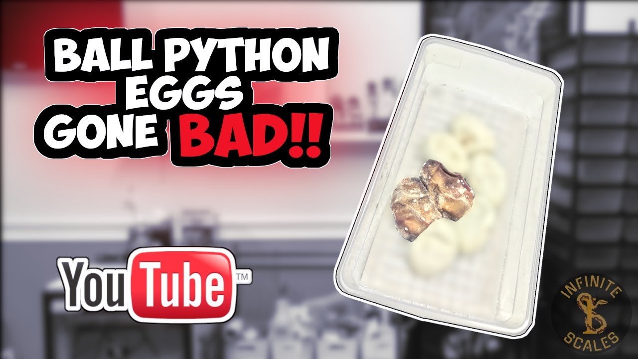 Ball Python Eggs Gone Bad!! Egg Cutting !! |Infinite Scales
