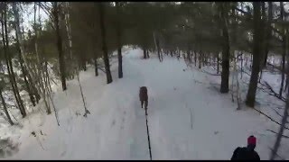 Video thumbnail of "Skijoring Horseshoes & Hand Grenades "Tracks in the Snow""