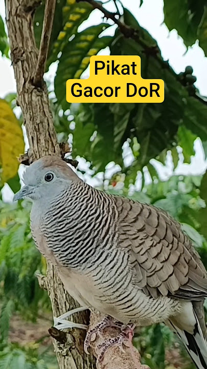 Turtle Dove Lure Sound Suitable for Baiting