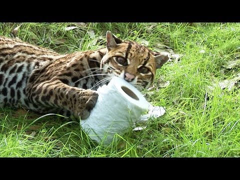 Wild Cats VS Toilet Paper!