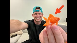 Review and Demo of Sumind 30 Pieces Fake Goldfish Plastic Floating Artificial Aquarium Fish