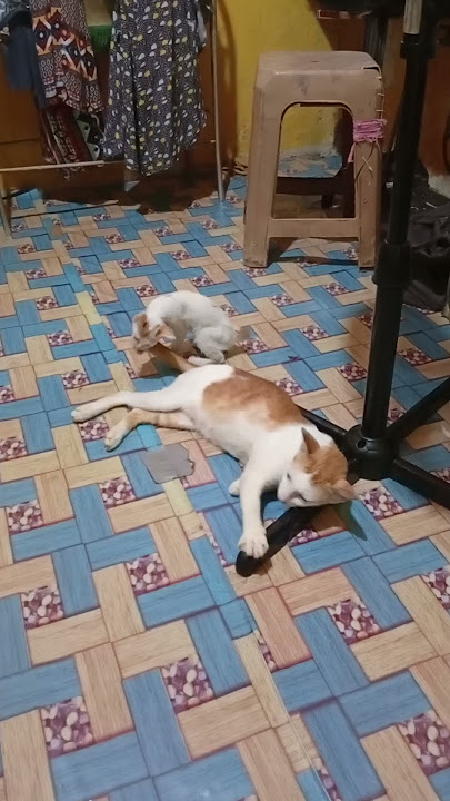 PupuT usil aah😀😻😖#catlover#cat #imut #cute @IdaHasdar