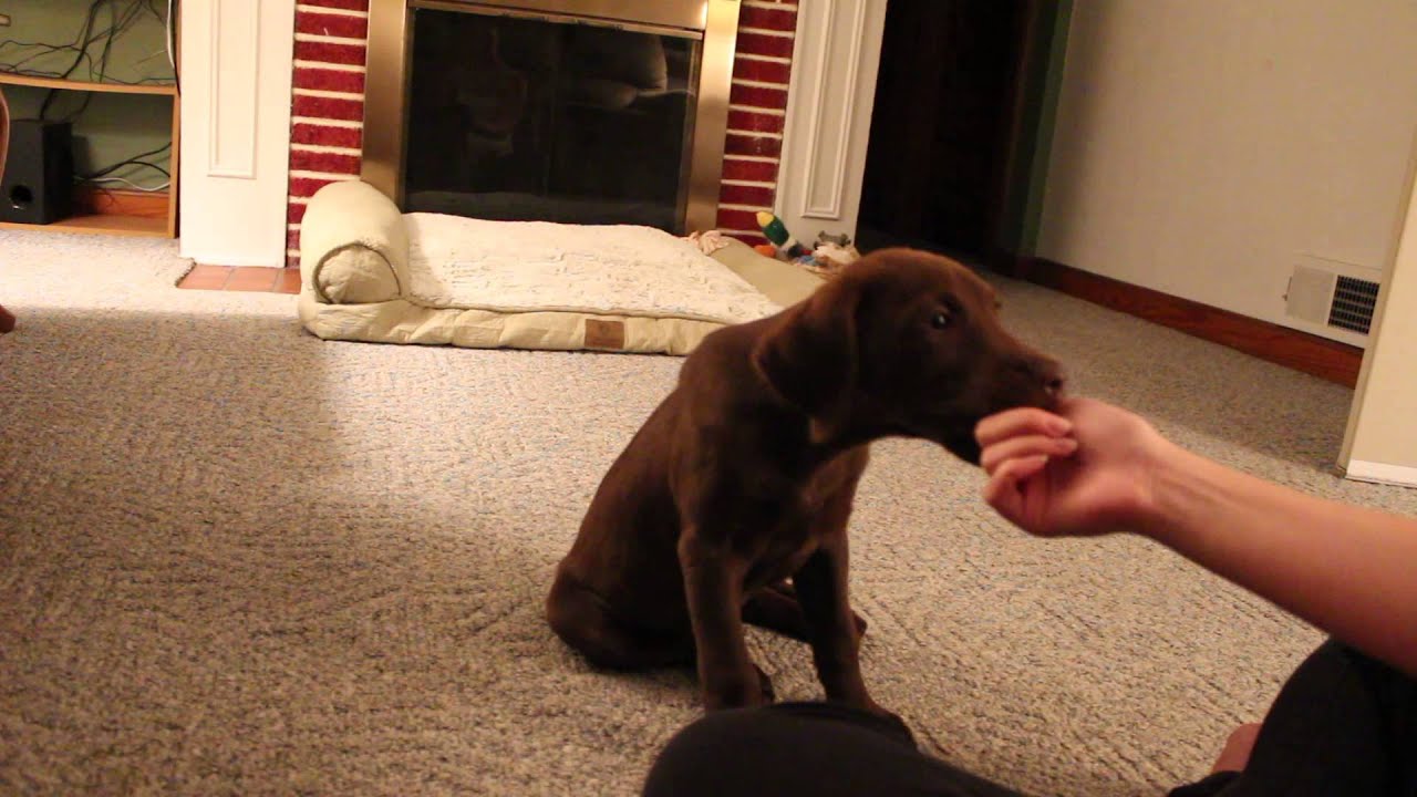3 month old chocolate lab YouTube