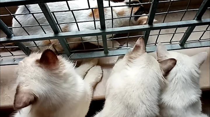 Watch the video about SIAMESE KITTENS ARE STEALING FOOD OF A STREET CAT.