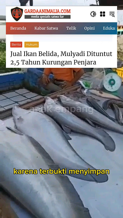 DIPENJARA KARENA IKAN BELIDA ‼️⁉️ #shorts