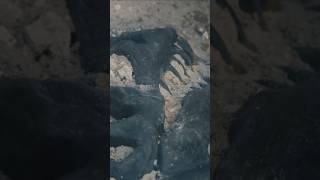 unveil a colossal fossil that blurs the lines between ancient history and legend