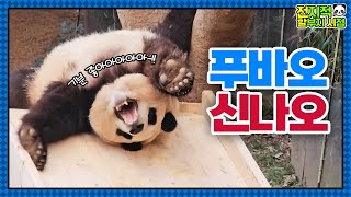 (SUB) Panda Fubao Loves New Slide Very Much!🐼│Panda World