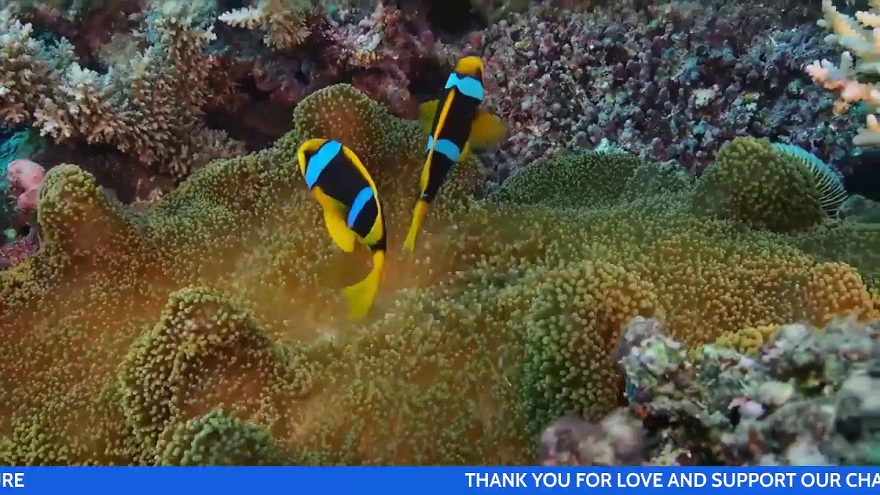 MONDAY GOODVIBES 2026