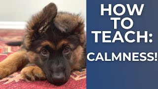 Puppy Training: How to encourage CALMNESS and RELAXATION! by Training Positive 17,596 views 2 years ago 4 minutes, 46 seconds