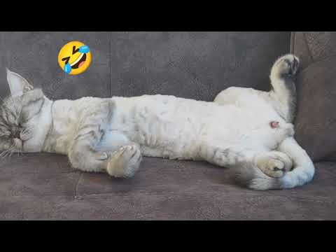 Kedi Pipisi
